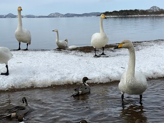 福島県の猪苗代湖の白鳥と鴨
