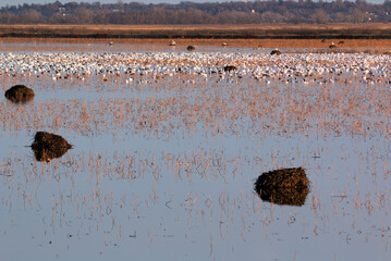 Loess Bluffs National Wildlife refuge (AKA Squaw Creek National Wildlife Refuge) located in NE...