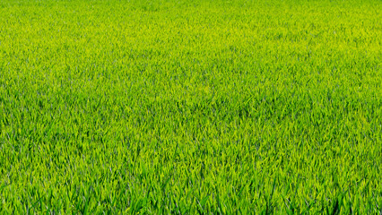 Obraz na płótnie Canvas Texture of young green grass, sowing grass