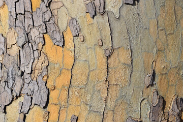 Spotted surface bark of sycamore tree with an interesting pattern; color abstract nature photo. No3.