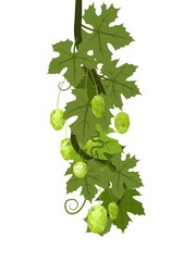 Hop. A vertically branch with dense leaves and cones. Sagging shoots with leaves. Wild nature. Flat style illustration. Vector.