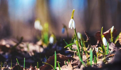 White snowdrops in the forest on a background of trees in sunny weather