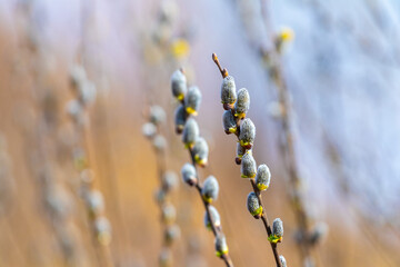 Willow branches with catkins in the forest on a blurred background, willow - Easter symbol