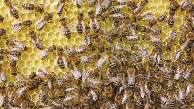 Bees complete work on creating honeycombs.
For deposition of queen eggs, placement of bees pollen and nectar bees build honeycomb
