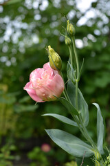 Eustoma grandiflorum is a delicate pink, rose-like terry flower that stretches towards the sky...