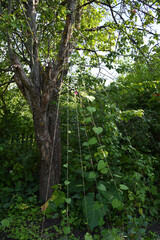 Romantic corner of an overgrown garden. Young shoots of morning glory stretch upward along ropes tied to the branches of an old apple tree. Vertical gardening.