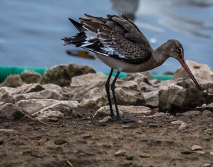 Black Tailed Godwit
