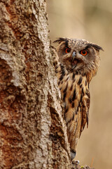 male Eurasian eagle-owl (Bubo bubo) hiding behind a tree and screaming