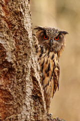 male Eurasian eagle-owl (Bubo bubo) hiding behind a tree, only the head is visible