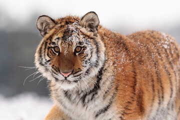 young male Siberian tiger (Panthera tigris tigris) is covered in snow