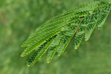 Spring background. Wallpaper and background. Persian silk tree .Sengon leaves. Green  Sengon Albizia julibrissin. Leaves of Albizia Chinensis tree. Beautiful natural plant with bright green colours. 