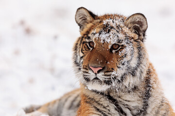 young male Siberian tiger (Panthera tigris tigris) the close-up portrait has snow all over his head