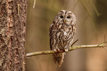 female tawny owl (Strix aluco) sitting on a dry spruce branch