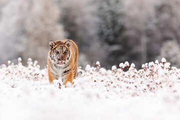 young male Siberian tiger (Panthera tigris tigris) coming through the snowy scenery