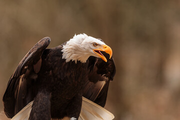 male bald eagle (Haliaeetus leucocephalus) lifts his wings and screams