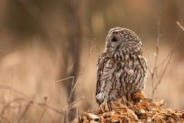 female tawny owl (Strix aluco) sits on a rotting stump and blends in with its surroundings