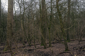 Forest with broken trees. Fallen tree. Thickets.