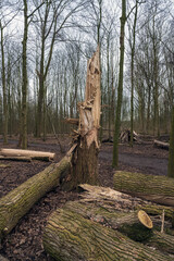 Toppled trees trunk in the forest after a storm