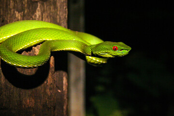 赤尾青竹絲 Trimeresurus stejnegeri_02