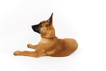 malinois puppy is 2 months old