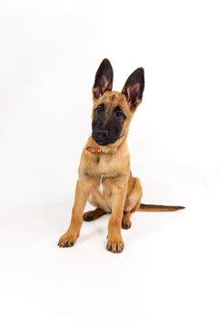 malinois puppy is 2 months old