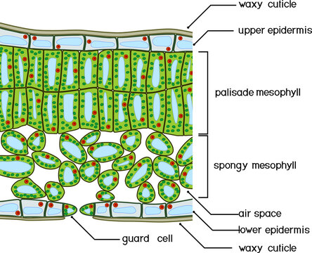 Sectional diagram of plant leaf structure. Cross-section through a leaf