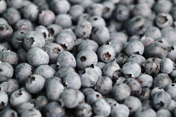 ブルーベリーの収穫