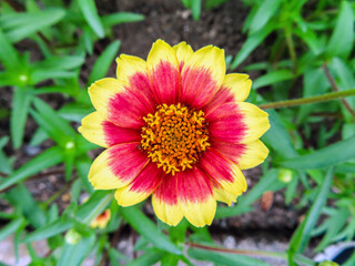 yellow red flower