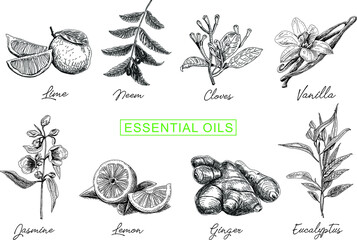 Essential oils set. Vintage hand-drawn vector illustrations. - obrazy, fototapety, plakaty