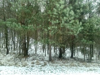 forest in winter © Piotr