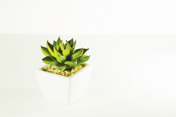 Artificial succulent plant or plastic plant. Artificial cactus plant in white ceramic flower pot isolated on white background