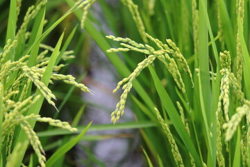 夏の稲穂