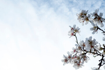 Detalle de rama florecida de almendro con un fondo liso de nubes blancas