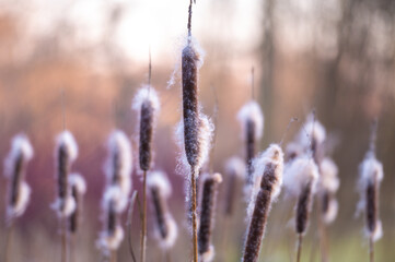 Fototapeta premium Schilfrohr im Winter