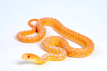 Albino - Pine snake, bullsnake // Nördliche Kiefernnatter, Bullennatter (Pituophis melanoleucus melanoleucus)