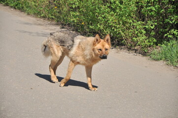 Manor - in Russian architecture, a separate settlement, a complex of residential, utility, park and other buildings, as well as, as a rule, a manor park that make up a single whole.