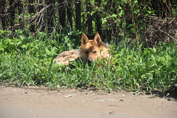 Manor - in Russian architecture, a separate settlement, a complex of residential, utility, park and other buildings, as well as, as a rule, a manor park that make up a single whole.