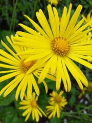 yellow dandelion flowers