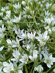 lily of the valley in the garden