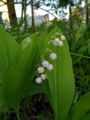 lily of the valley