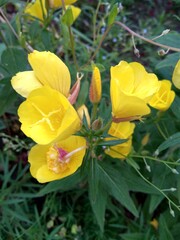 yellow flowers