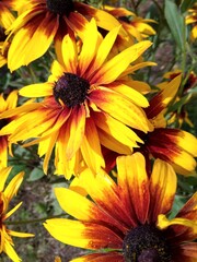 yellow flowers in the garden