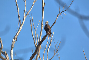 Mature Bald Eagles at the Loess Bluffs National Wildlife refuge (AKA Squaw Creek National Wildlife Refuge) located in NE Missouri near Mound City