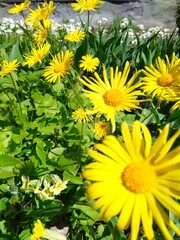 yellow flowers in the garden