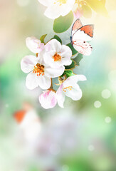 Flowering branches on a color blurry background and butterfly.