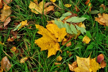 Manor - in Russian architecture, a separate settlement, a complex of residential, utility, park and other buildings, as well as, as a rule, a manor park that make up a single whole.