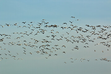 Loess Bluffs National Wildlife refuge (AKA Squaw Creek National Wildlife Refuge) located in NE Missouri near Mound City