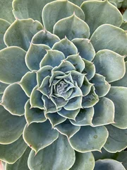 Foto op Plexiglas Pistache close-up van plant