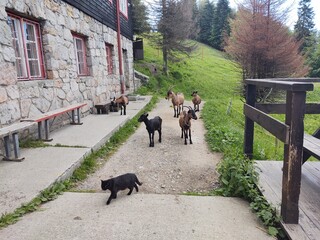 Goat animals on the farm od in the nature. Slovakia