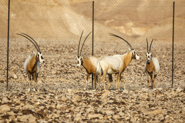 herd of scimitar horned oryx, Oryx dammah, walking trough the scares scrubs in the desert. High...